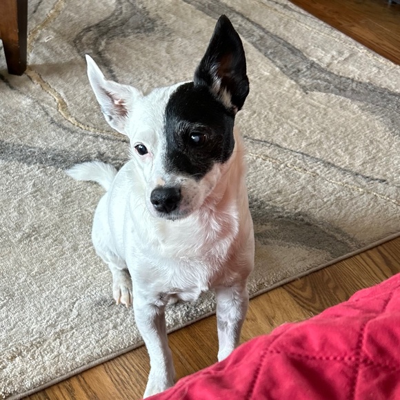 Meet your Posher, Kara - Picture 2 of 3